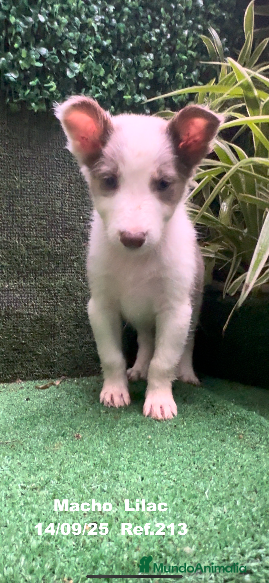 Border Collie perros en venta: BORDER COLLIE color lilac - Imagen 21