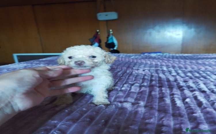 Caniche Toy perros - Anuncio 1