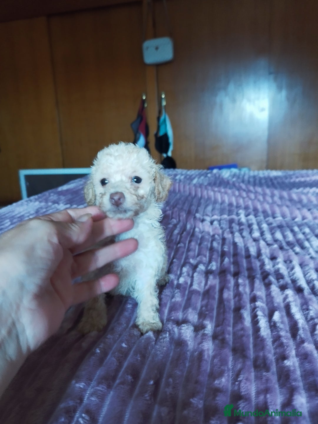 Caniche Toy perros en venta: CANICHE TOY HEMBRA OPORTUNIDAD  - Imagen 1