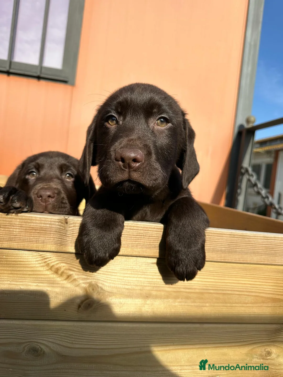 Labrador Retriever perros en venta: LABRADOR XOCOLATE en Barcelona - Anuncio 1