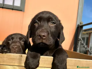 Labrador Retriever perros LABRADOR XOCOLATE en Barcelona - Anuncio 10