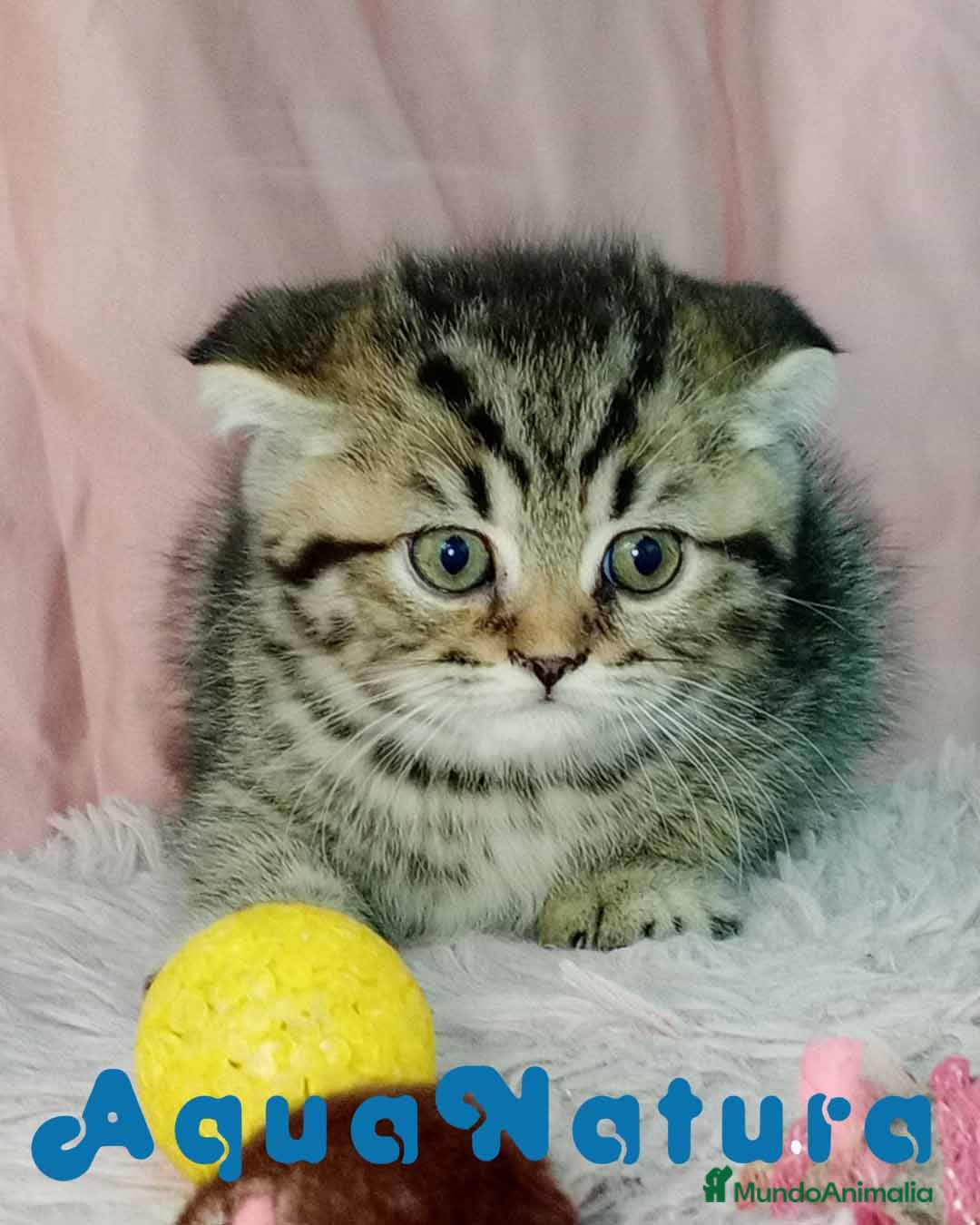 Scottish Fold gatos Scottish Fold Macho 4213 - AQUANATURA en Barcelona - Anuncio 5