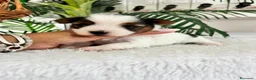 Yorkshire Terrier perros en venta: YORKSHIRE BIEWER HEMBRAS - Anuncio 3