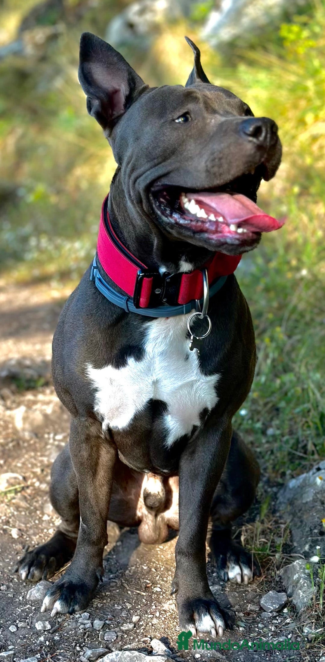 American Staffordshire-Terrier perros en venta: American Stanford, nueva Camada - Anuncio 33