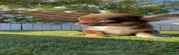 Chihuahua perros en venta: CHIHUAHUA CHOCOLATE - Anuncio 9