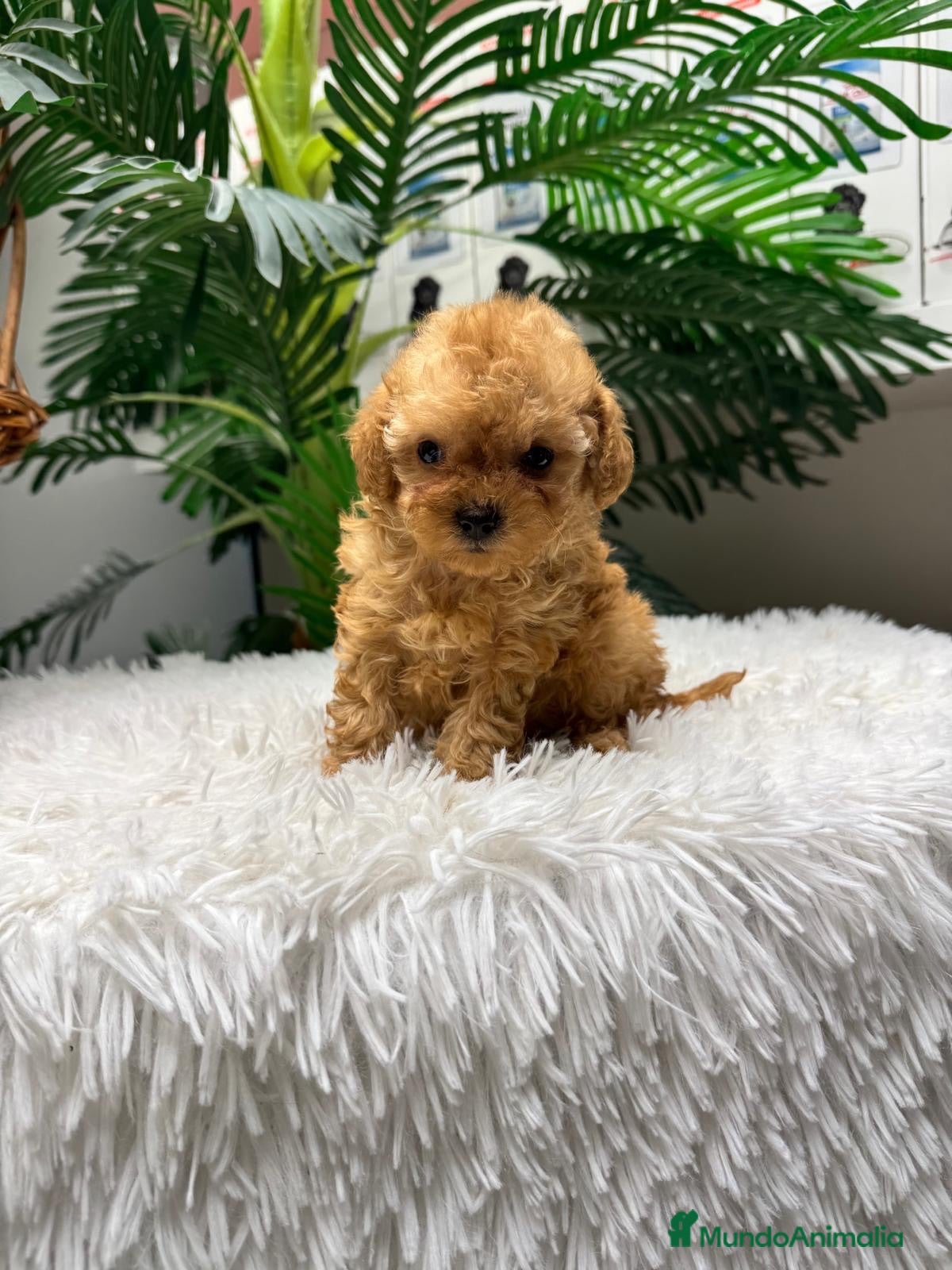 Caniche Toy perros CANICHE TOY - Anuncio 1