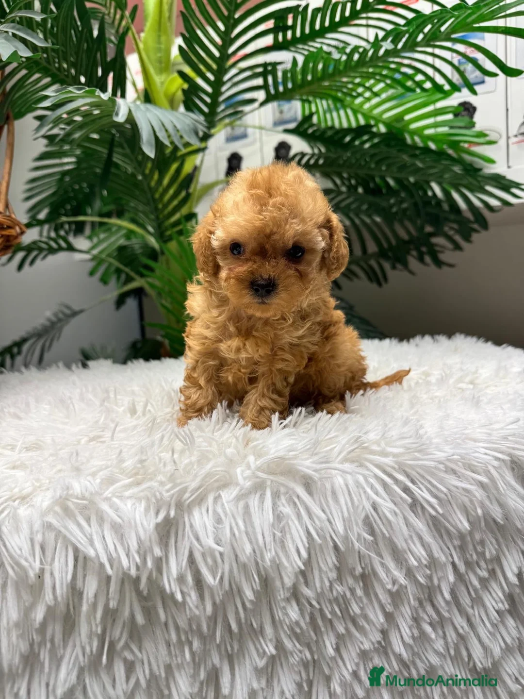 Caniche Toy perros en venta: CANICHE TOY - Anuncio 1