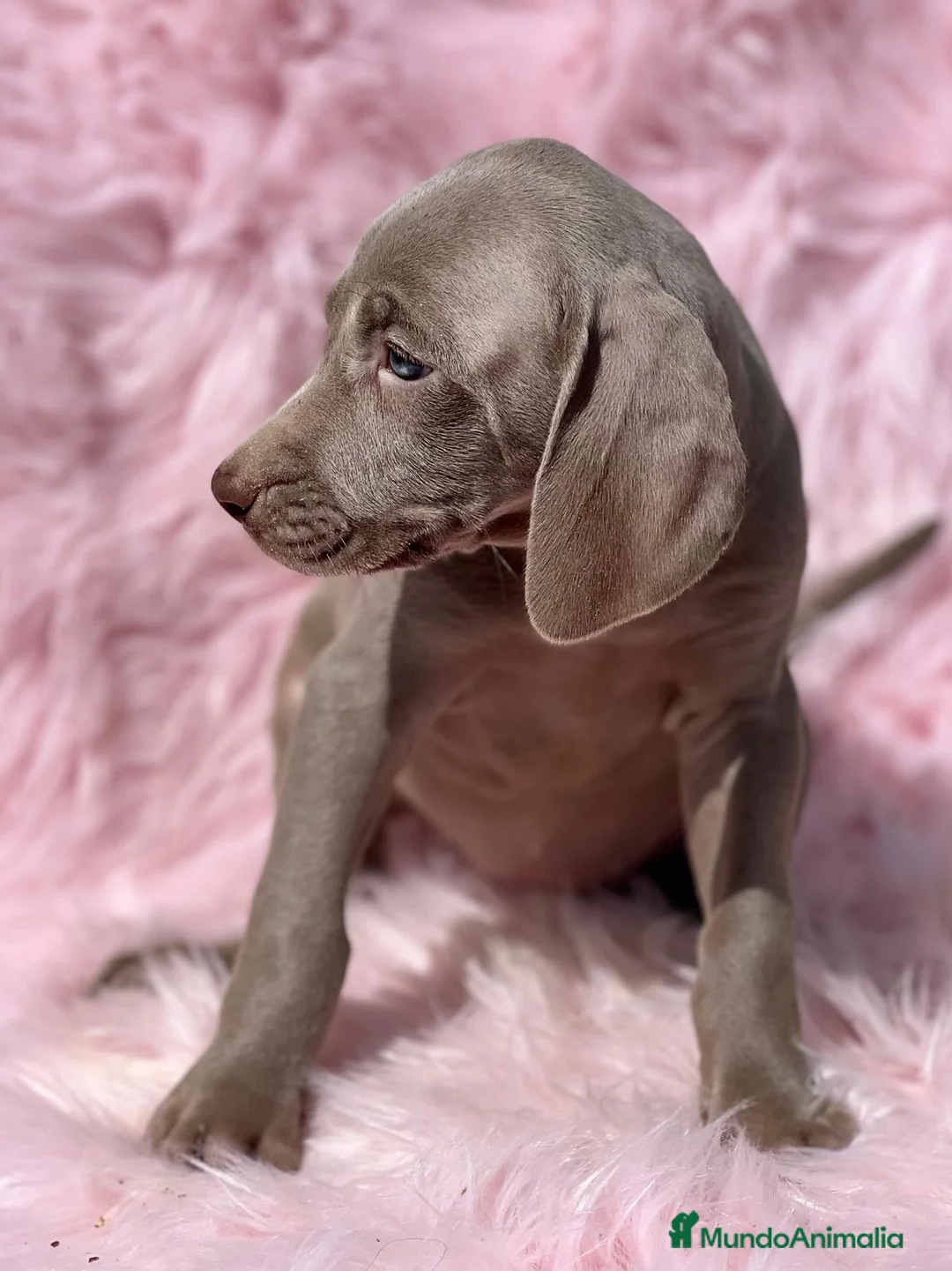 Weimaraner perros en venta: Braco weimar  hembra  en Barcelona - Anuncio 3