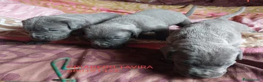 Vendido