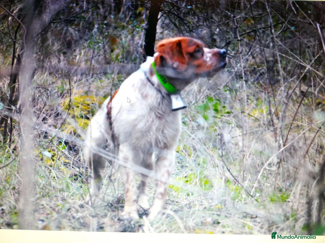 Imagen de galería {{count}}