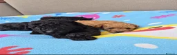 Caniche Toy perros en venta: Preciosos Cachorros Caniche Toy Negros - Anuncio 3