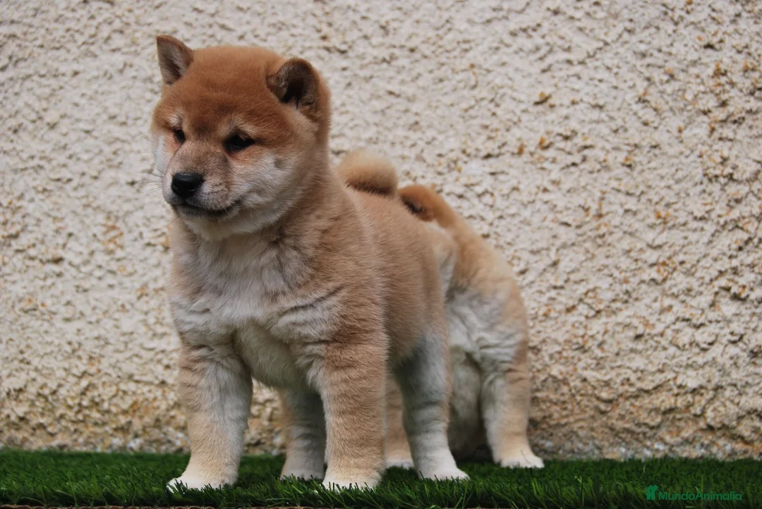 Shiba Inu perros en venta: SHIBA INU en Madrid - Anuncio 4