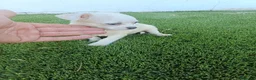 Chihuahua perros en venta: Machitos de Chihuahua Blancos y Canelas - Anuncio 3