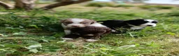 Otras razas perros en venta: AUSTRALIAN WATER DOG - Anuncio 18