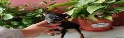 Ratón de Praga perros en venta: Mini pincher - Anuncio 1