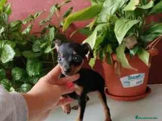 Ratón de Praga perros Mini pincher - Anuncio 2