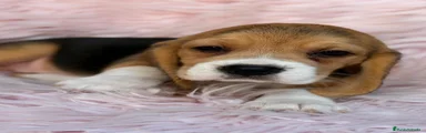 Beagle 3