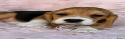 Beagle perros en venta: BEAGLE TRICOLOR  - Anuncio 2