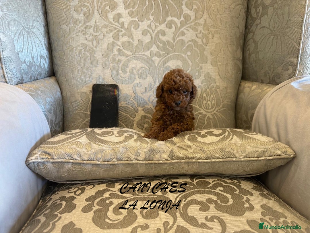 Caniche Toy perros en venta: caniche toy - Imagen 2