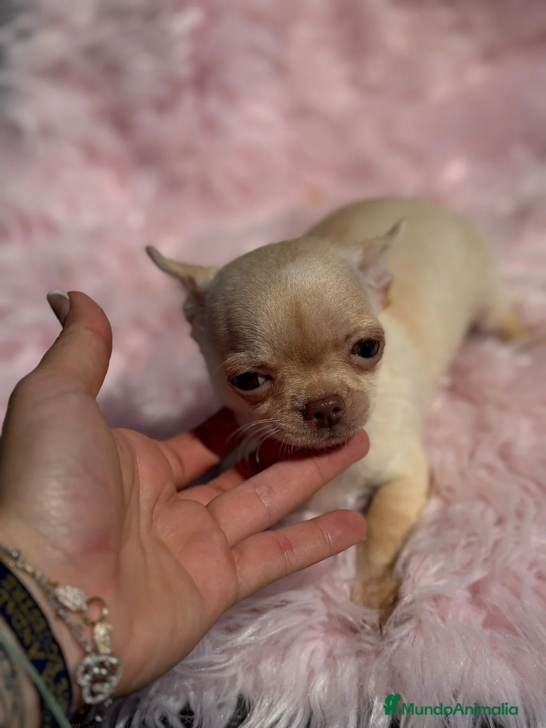 Chihuahua perros en venta: DIMINUTA CHIHUAHUA RED NOSE LÍNEA RUSA en Barcelona - Anuncio 2