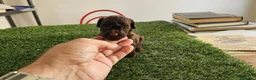 Caniche Mediano perros en venta: Caniche chocolate  - Anuncio 2
