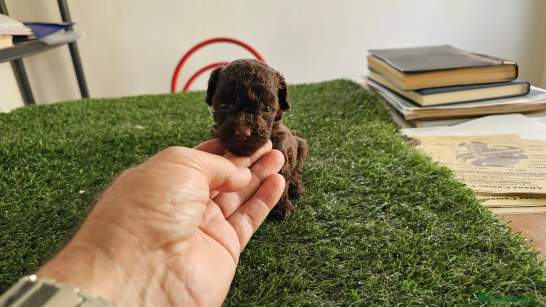 Caniche Mediano perros en venta: Caniche chocolate  - Anuncio 2