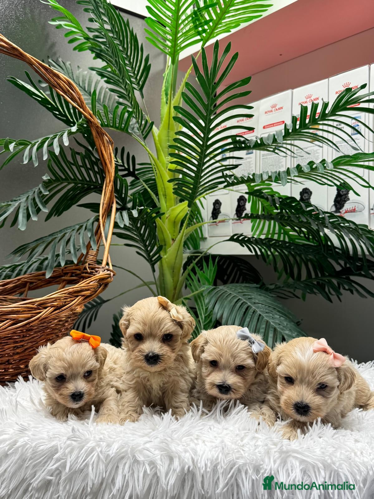 Maltipoo perros en venta: MALTIPOO - Anuncio 6