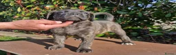 Cane Corso perros en venta: Espectacular Hembra Cane corso Atigrada  - Anuncio 1