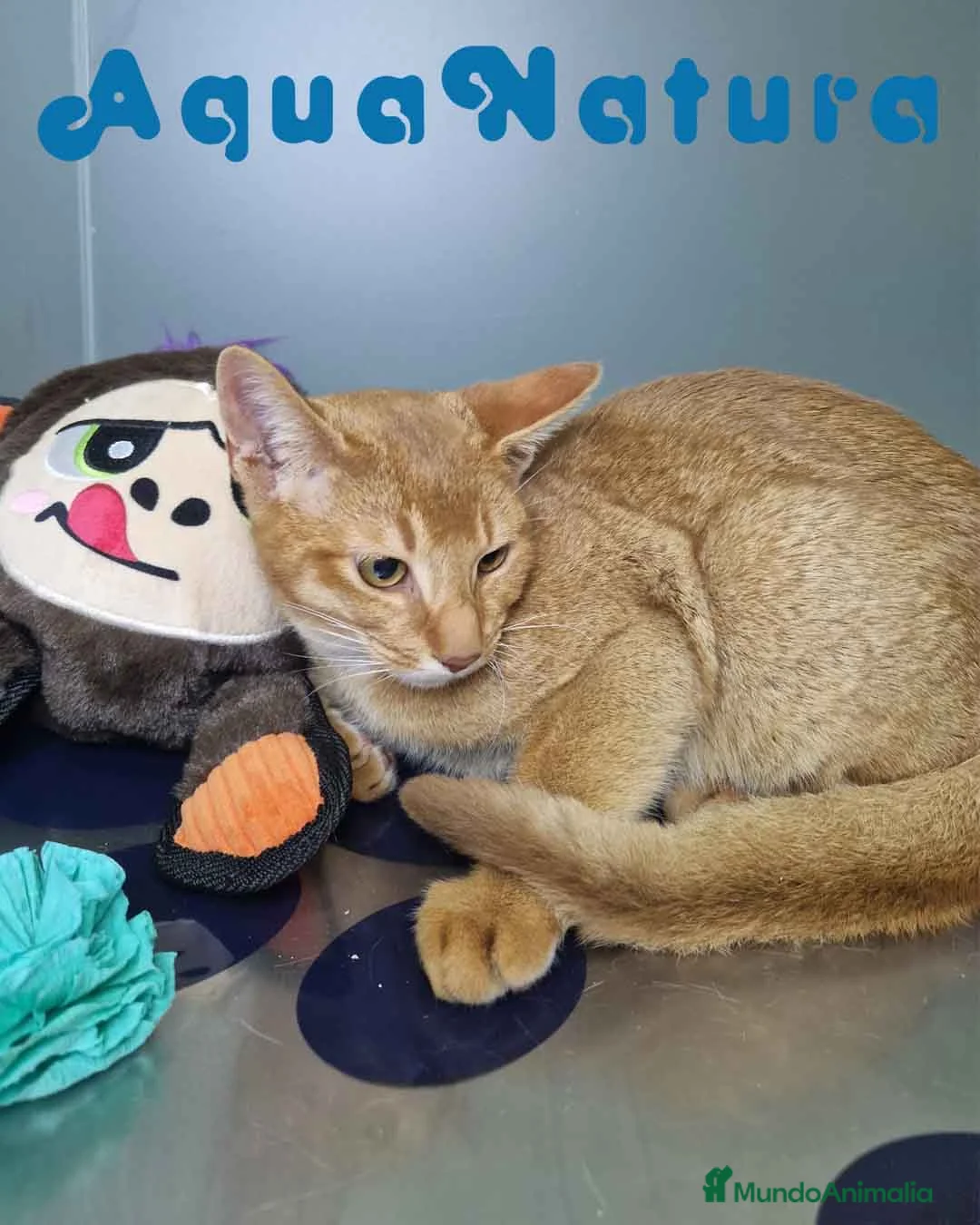 Abisinio gatos en venta: Abisinio Macho de Santa 1931 AQUANATURA - Anuncio 4