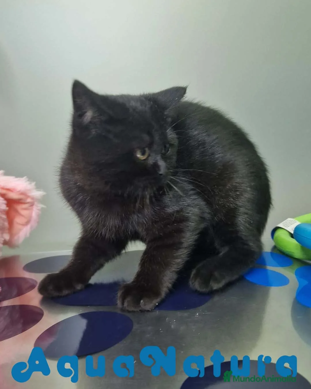 Británico de Pelo Corto gatos en venta: British Shorthair Macho 1739 AQUANATURA - Anuncio 3