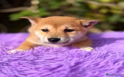 Shiba Inu perros en venta: Shiba Inu hembra  - Anuncio 3