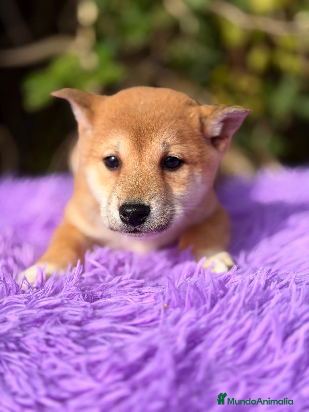 Shiba Inu perros en venta: Shiba Inu hembra  - Anuncio 3