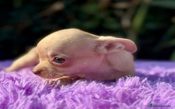 Chihuahua perros en venta: Chihuahua toy  - Imagen 6