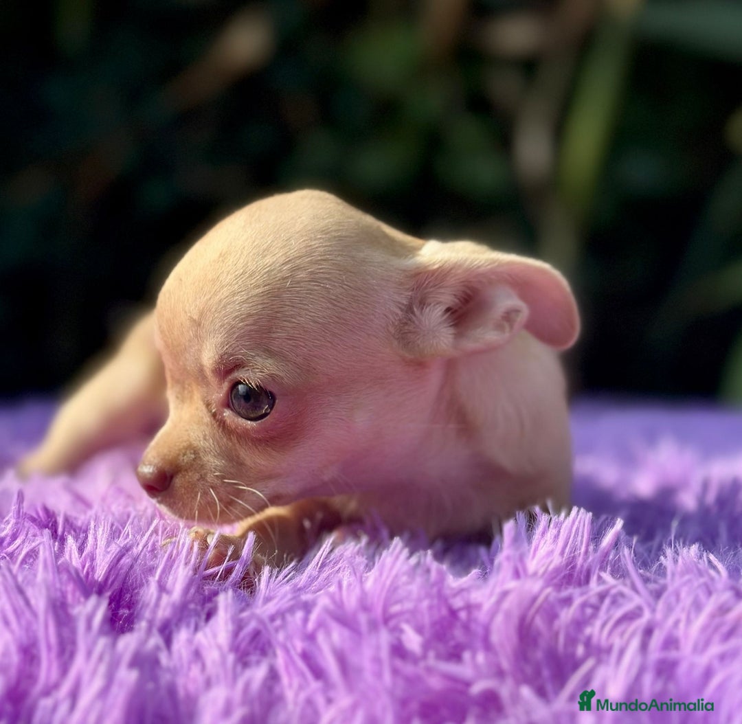 Chihuahua perros en venta: Chihuahua toy  - Imagen 6