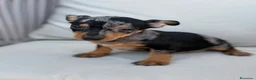 Pinscher Miniatura perros en venta: Mini pincher Exoticos  - Anuncio 10