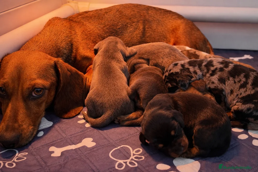 Teckel Miniatura perros en venta: Preciosos cachorros Teckel miniatura  - Anuncio 5