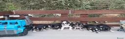 Chihuahua perros en venta: Gran Camada diminuta de CHIHUAHUAS TOYS CABEZA 🍏 - Anuncio 3