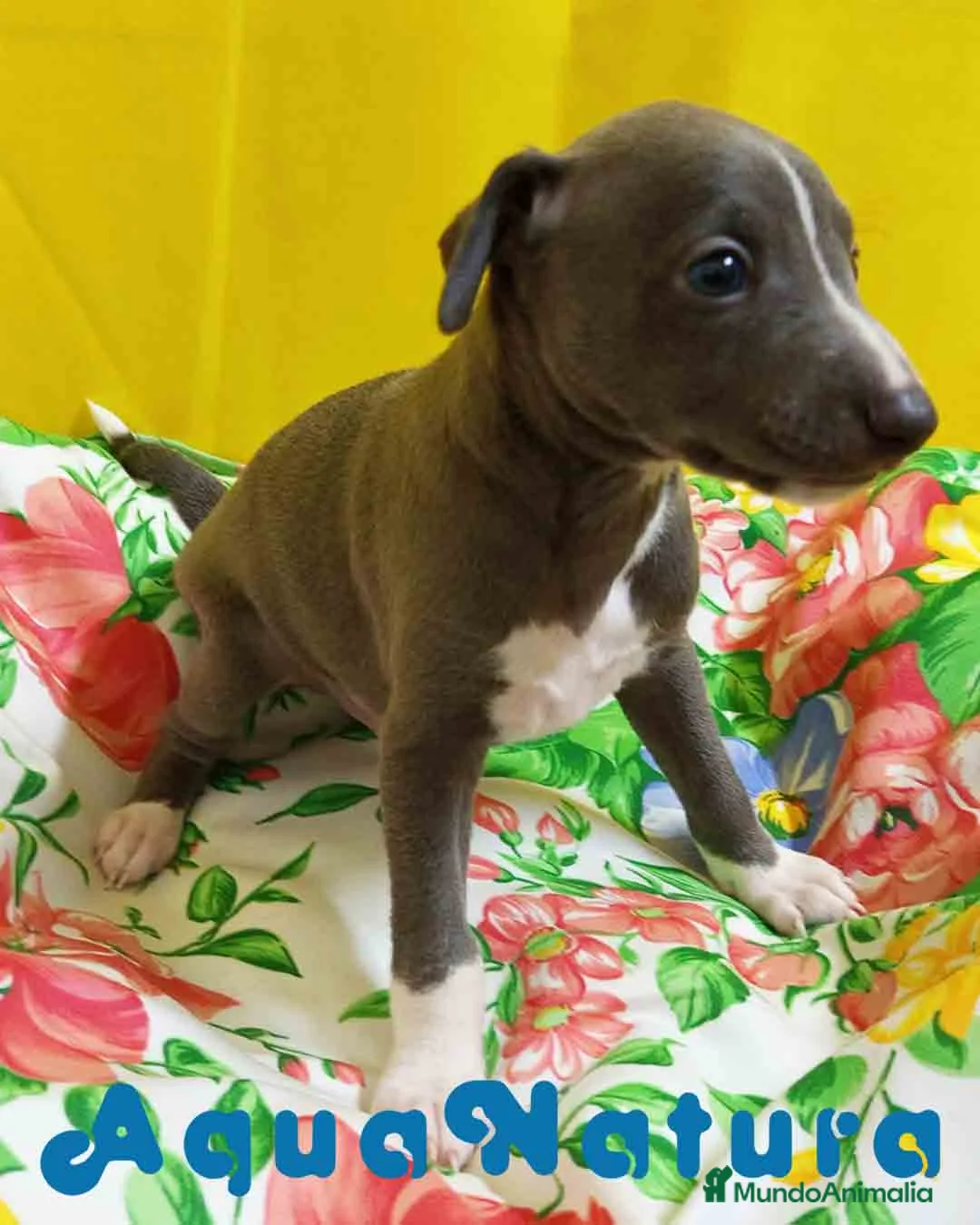 Pequeño Lebrel Italiano perros en venta: Lebrel Italiano Macho 1755 AQUANATURA - Anuncio 4