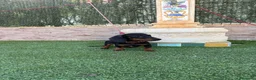 Teckel Miniatura perros en venta: Disponible teckel negro y fuego  - Anuncio 4