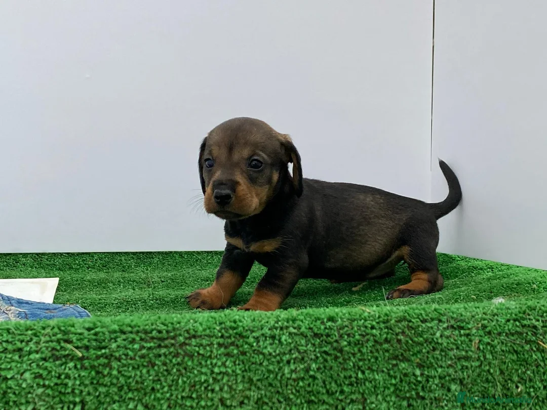 Teckel Miniatura perros en venta: Teckel  - Anuncio 2