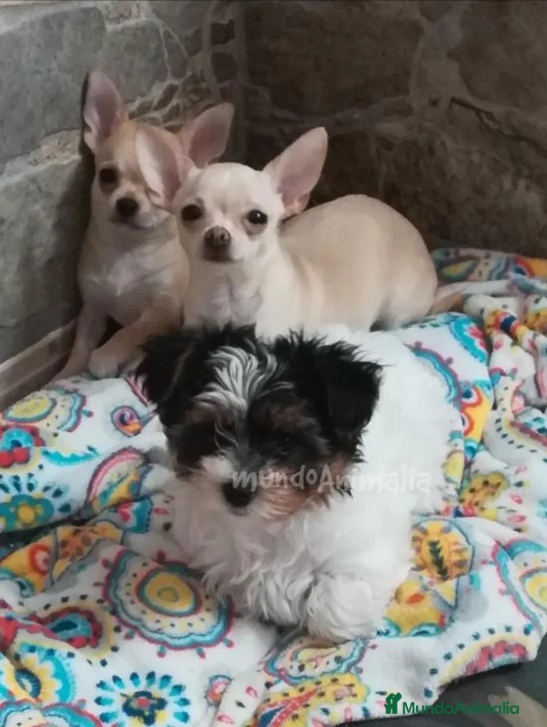 Imagen de galería {{count}}