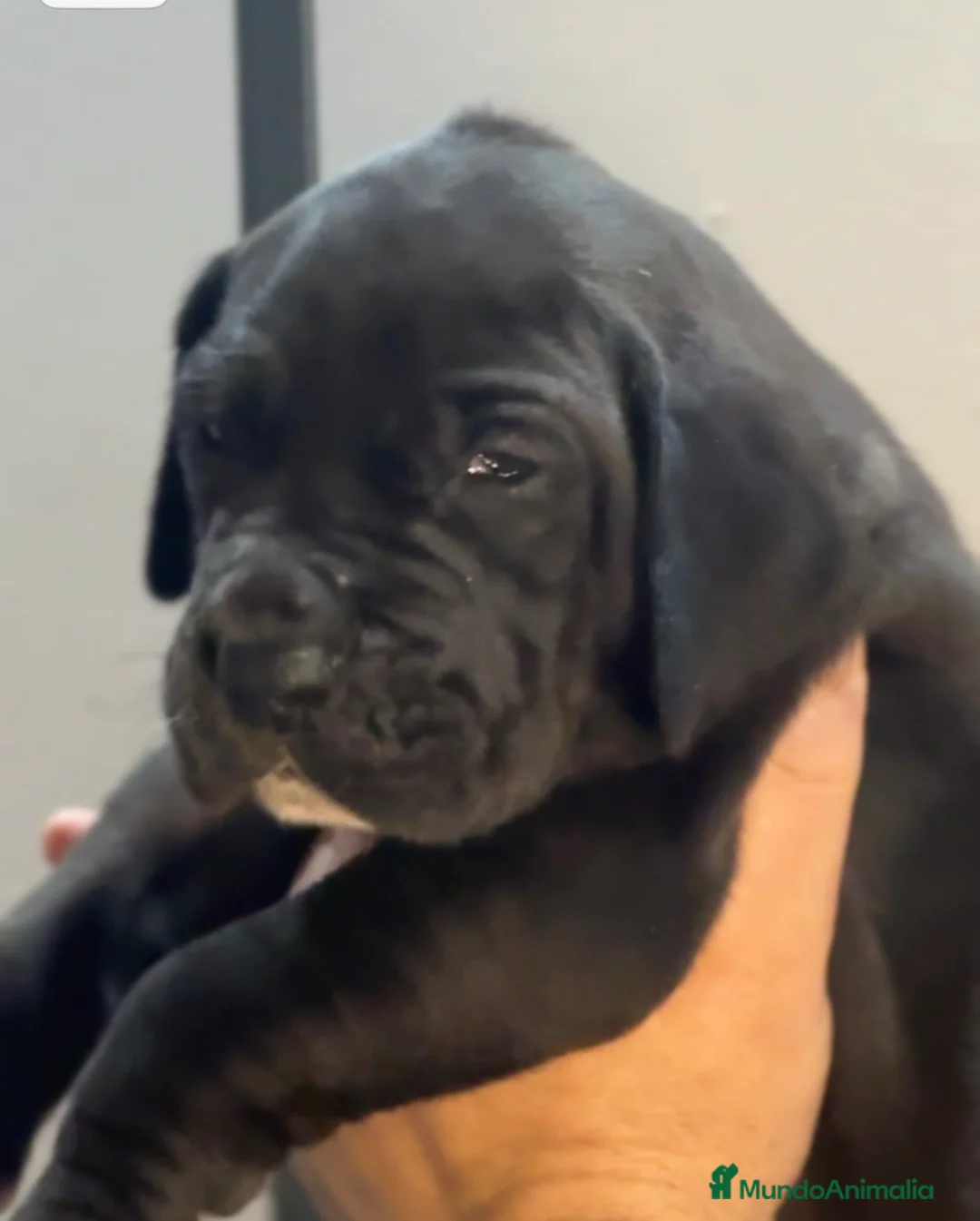 Dogo Alemán perros en venta: Camada de dogo aleman - Anuncio 3