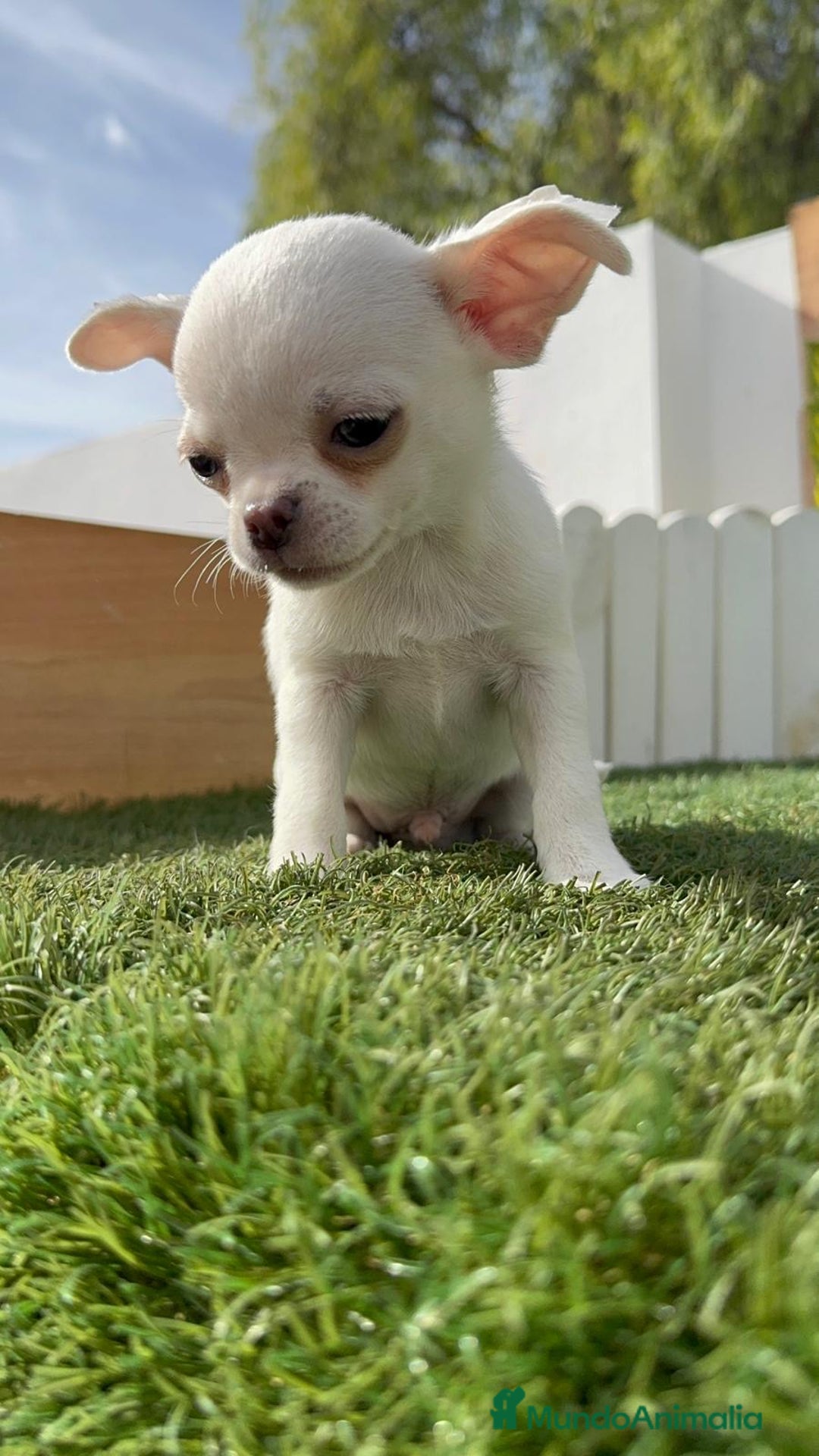 Chihuahua perros en venta: CHIHUAHUA MACHO - Imagen 13