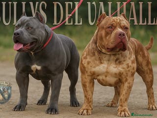 American Bully perros AMERICAN BULLY XL / AMERICAN BULLY XXL - Anuncio 5