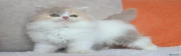 Británico de Pelo Corto gatos en venta: British Shorthair / Longhair  - Anuncio 9
