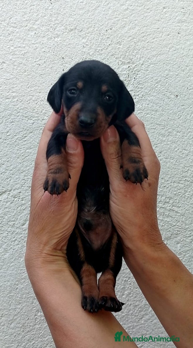 Teckel perros en venta:  Cachorritos Teckel  - Anuncio 1