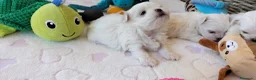 Bichón Maltés perros en venta: Preciosos cachorritos BICHÓN MALTÉS - Anuncio 5