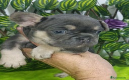 Bulldog Francés perros en venta: Fluffys y exóticos bulldog impresionantes  - Imagen 3