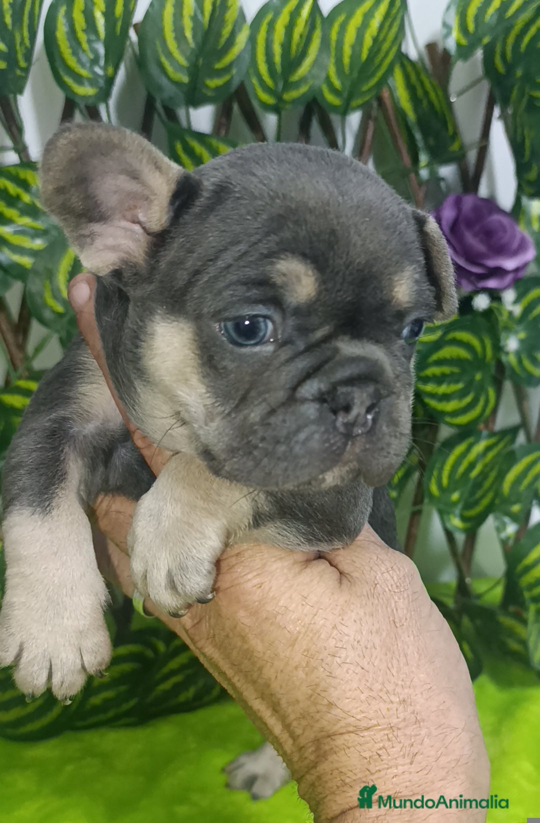 Bulldog Francés perros en venta: Fluffys y exóticos bulldog impresionantes  - Imagen 3