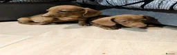 Teckel Miniatura perros en venta: Disponible Teckels miniatura de excelente calidad  - Anuncio 2